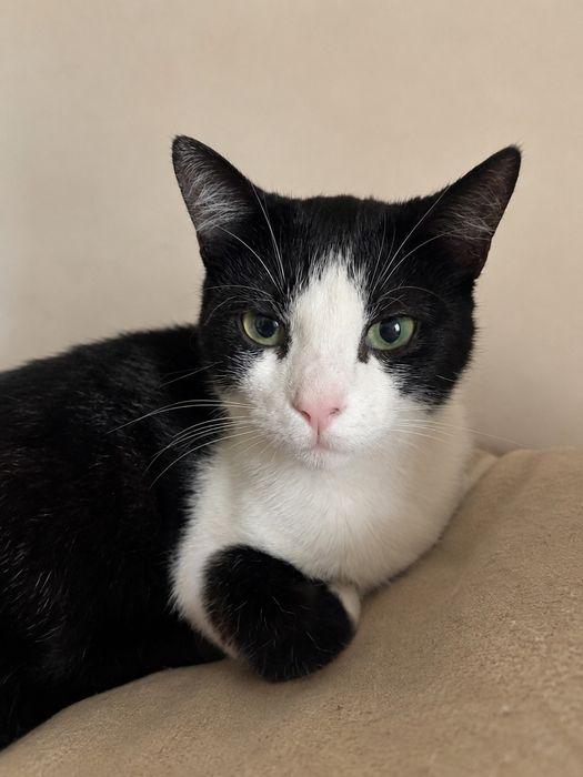 Лагідний котик Чарлі  в пошуках дому ( кіт, котик, котеня, кошеня)
