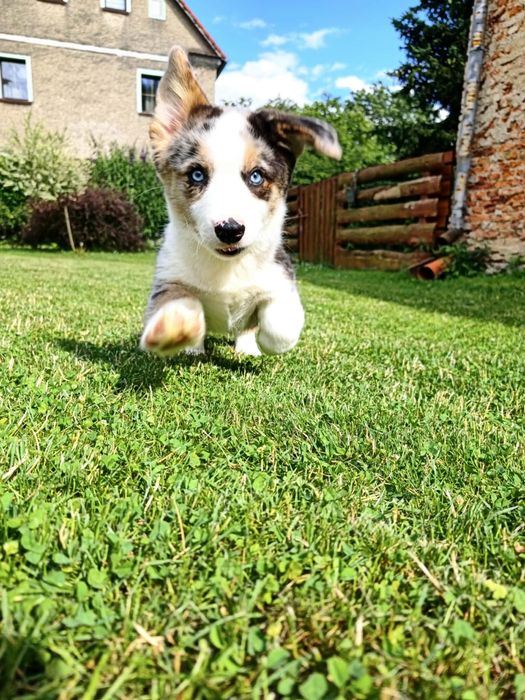 Welsh Corgi Cardigan Marty ( fluffy )