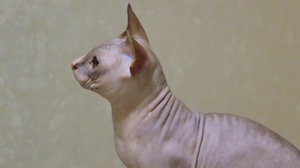 вязка донской сфинкс