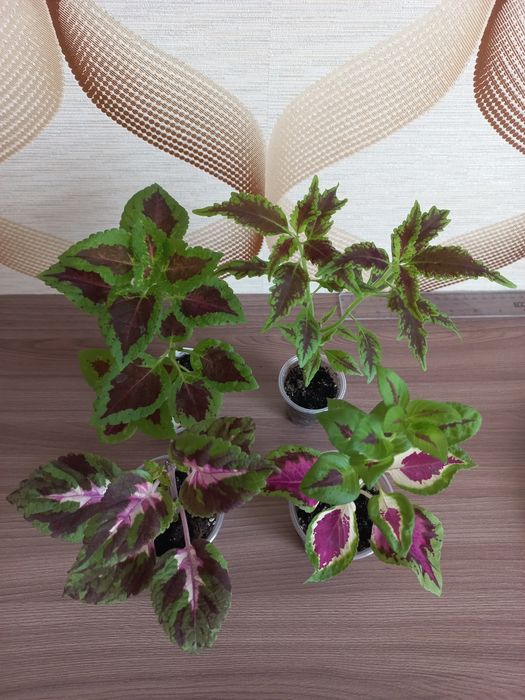 Фіалка  Ктенанта Калатея