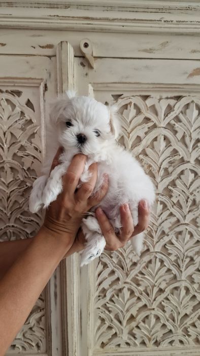 Maltańczyk ZKwP FCI