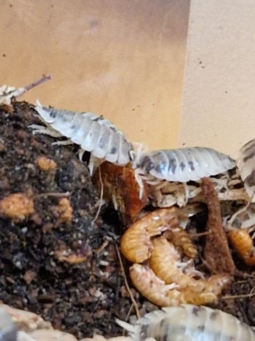Isopody prosionki Porcellio laevis "dairy cow" krówki