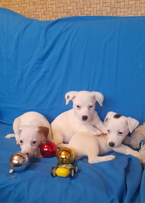 Дівченка джек Рассел тер'єр