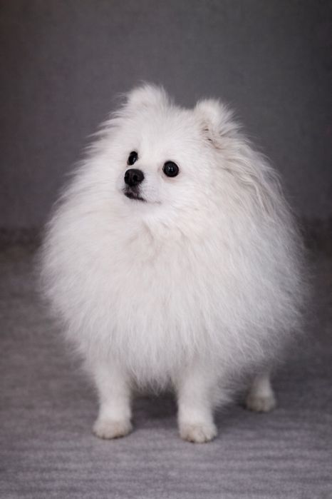 Pomeranian, szpic miniaturowy