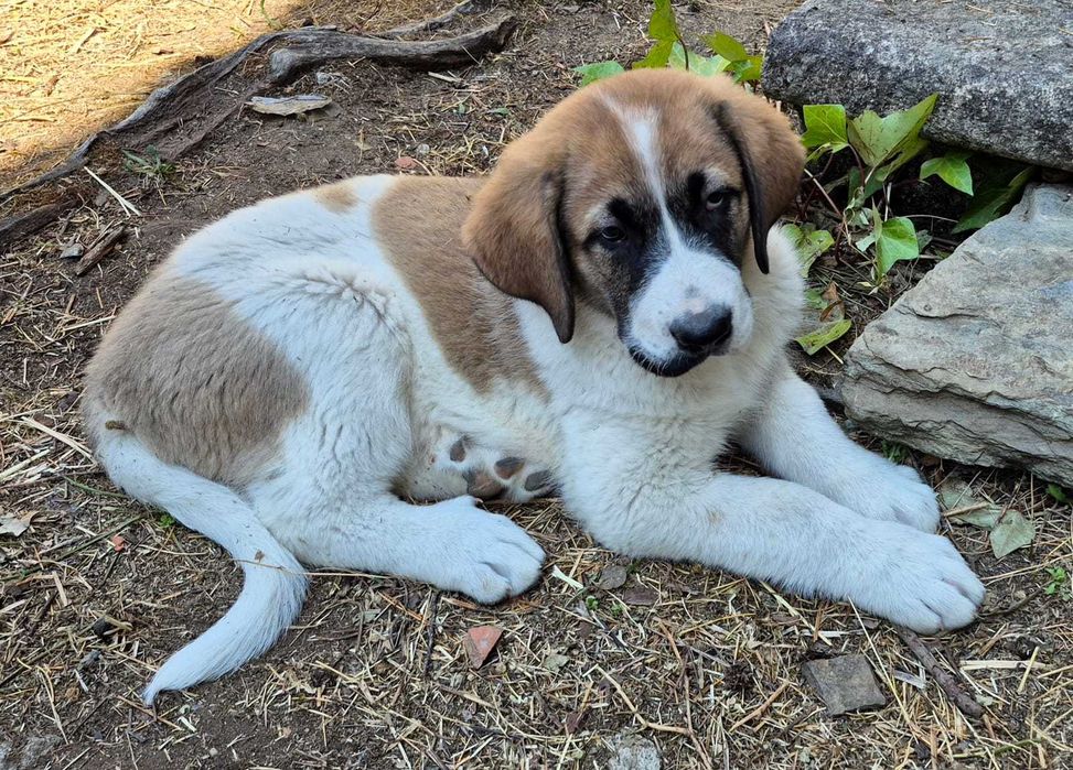 Cachorro de Cão de Gado Transmontano com afixo a aguardar LOP do CPC