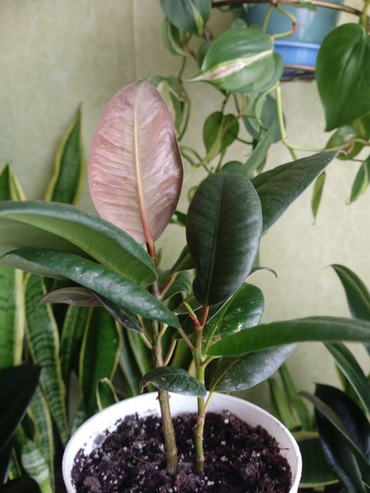 Фикус каучуконосный эластика Робуста 2 шт