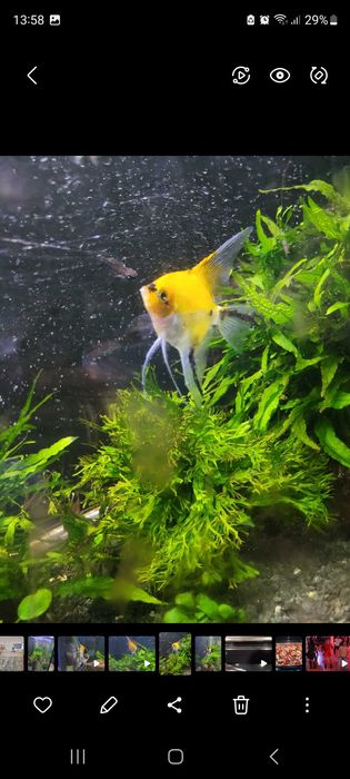 Troco escalares por plantas ou peixes