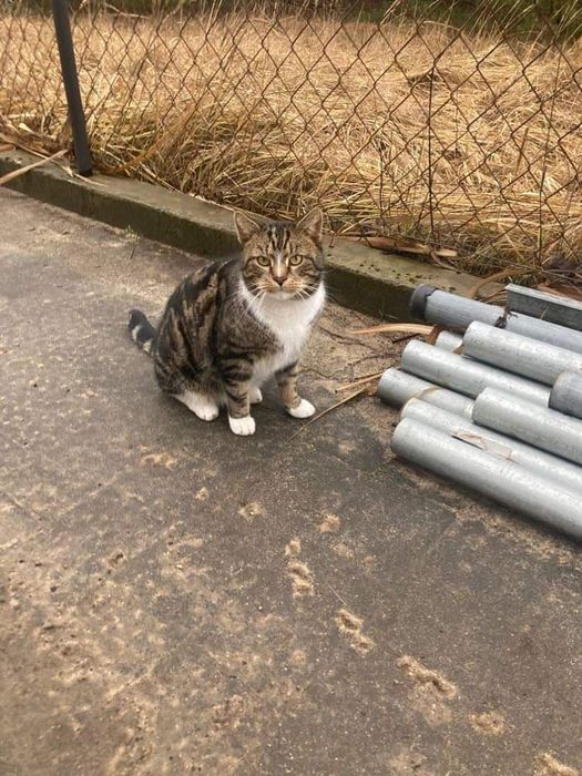 Kot Mycek poszukiwany