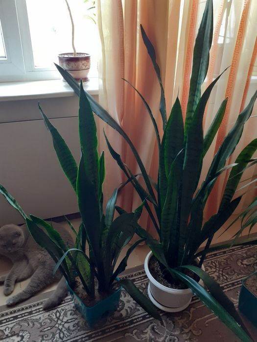 растение "тещин язык" сансевиерия