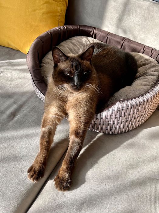 Catsitter-Opieka nad kotem - Wawer i okolice