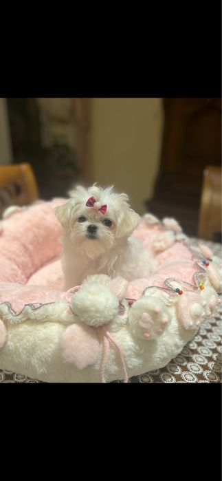 Maltańczyk malutka suczka ZKwP FCI