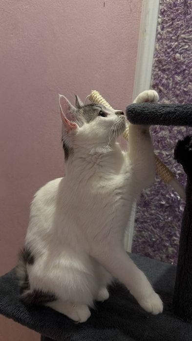 Віддам котика у добрі руки