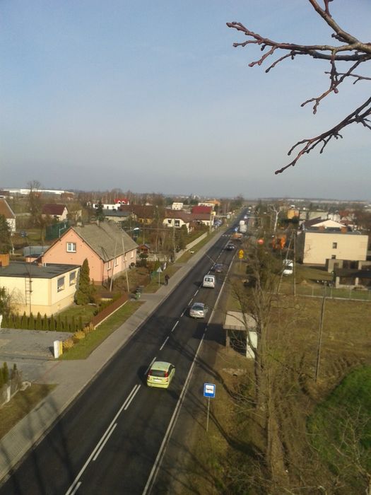 wycinka drzew, pielęgnacja drzew, formowanie roślin, żywopłoty