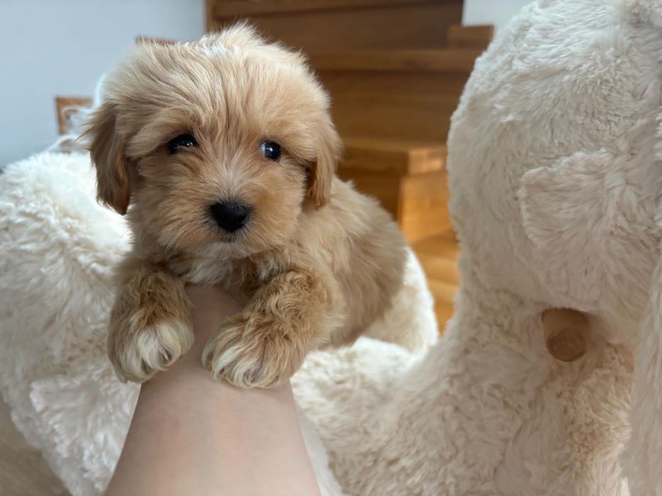 Maltipoo Samiec Badania genetyczne Art Puppies