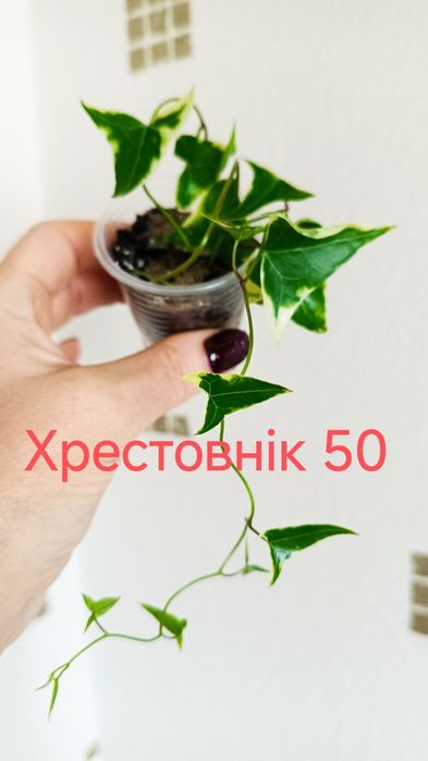 Продам комнатные цветы