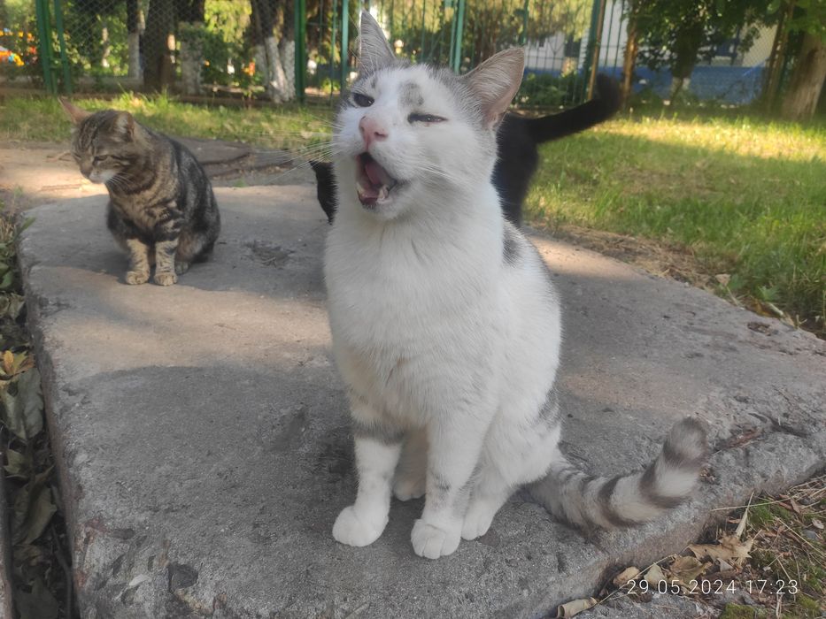 Найден котик Слонык