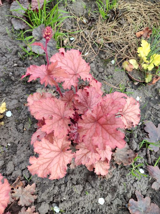 Гейхера садова в горщику