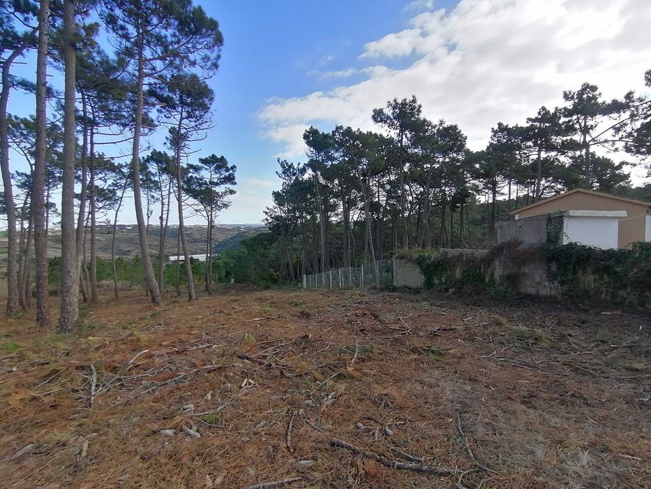 Extração de Madeira e Desmatação