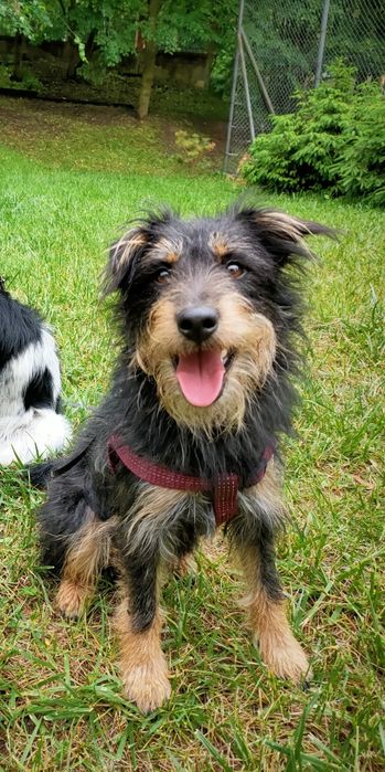 Leo zaginiony terier