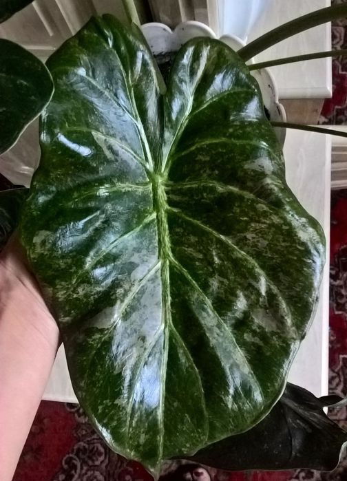 Алоказия  Wentii Aline variag