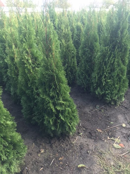 Туя СМАРАГД 1.40-1.50 Супер!