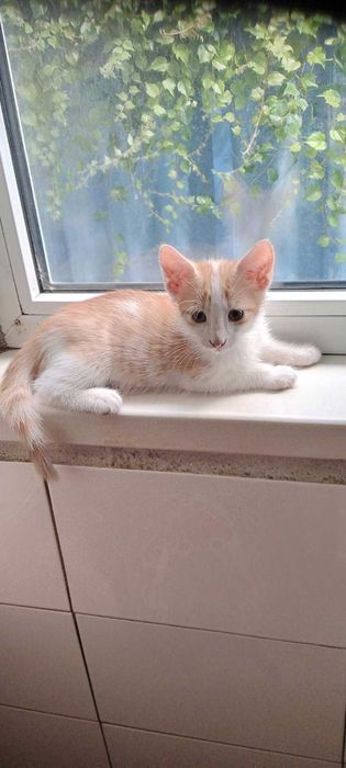 Рыжие котята -братики ищут семью