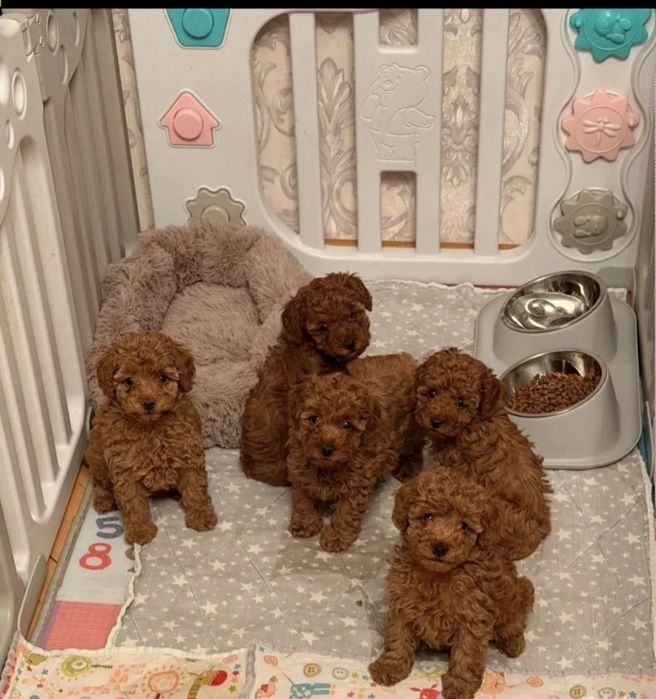 Вибір гарних хлопців той пудель