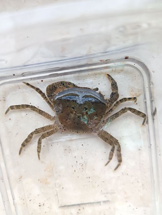 Krab menkong, duża samiczka
