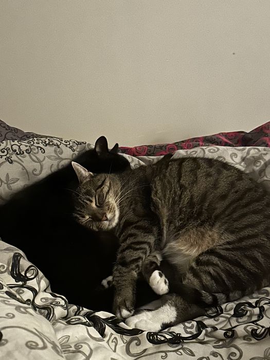 Frotka - kotka wymagająca doświadczonego opiekuna