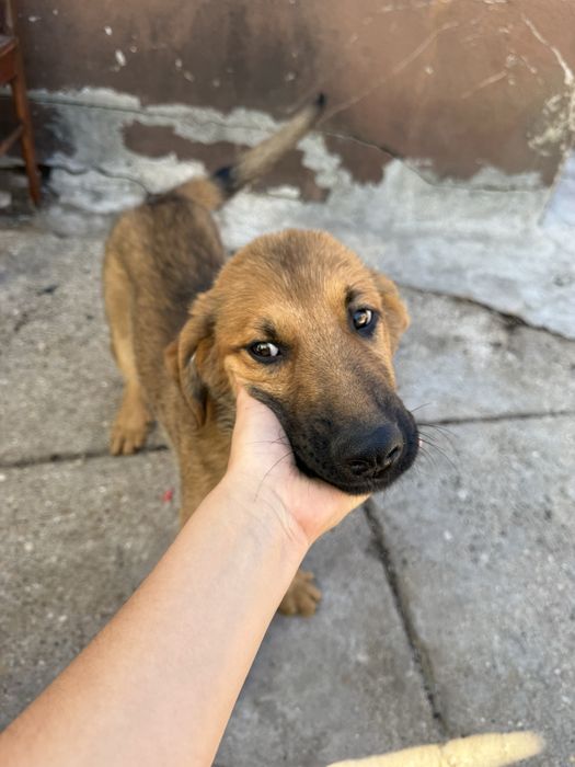 Cachorros Serra da Estrela × Pastor Alemão para adoção responsável