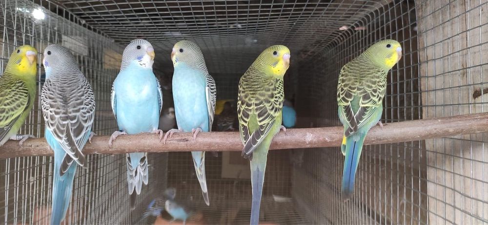 Periquito bravo com cores excecionais !