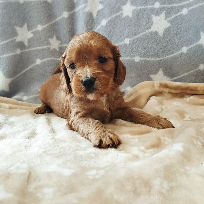 Cockapoo pieski szczeniaczki