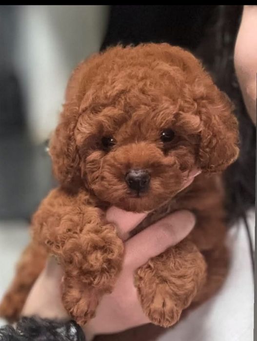 Хлопець той пудель шикарнючий