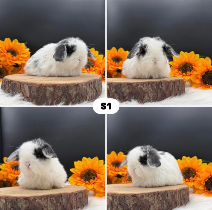 Kroliczek Mini Lop