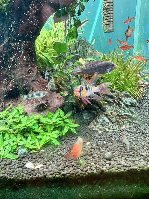 Aquário plantado 250L completo