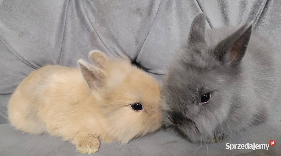 Króliki miniaturki hodowla domowa karzełki baranki lewki teddy Kraków
