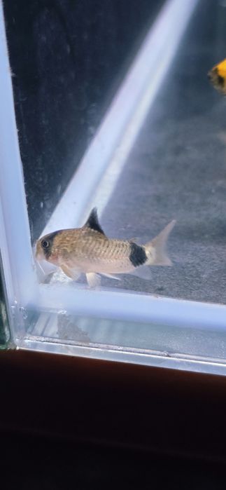 Corydora Panda - Criador Nacional