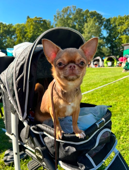 Chihuahua krótkowłosy śliczny piesek