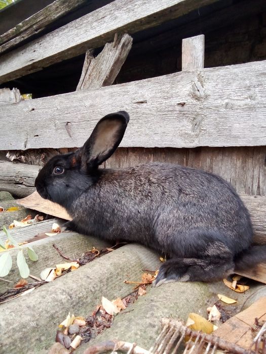 Продам молодих кроліков