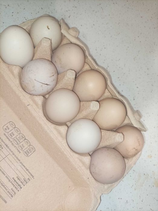 Jajka wiejskie.                            .