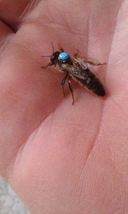 Matki pszczele Karpatka, Iwonka