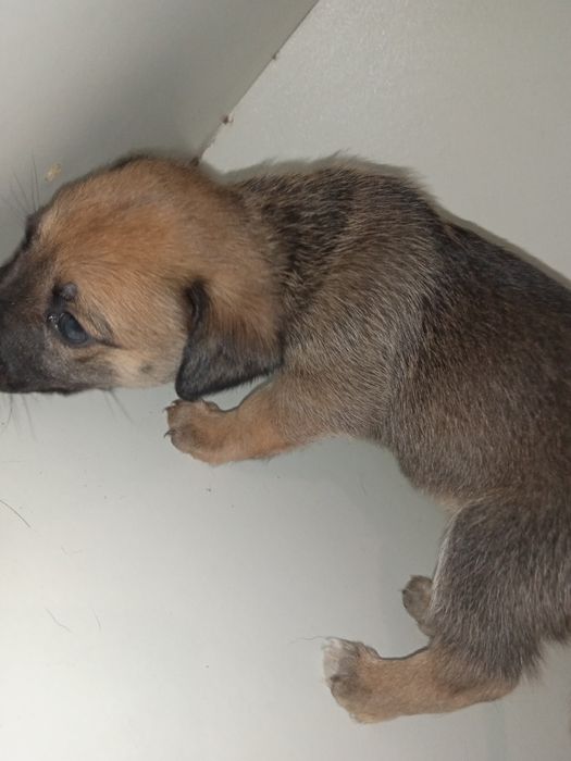 Oddam szczeniaczki za darmo