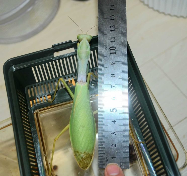 Hierodula grandis Jedna z najwiekszych modliszek