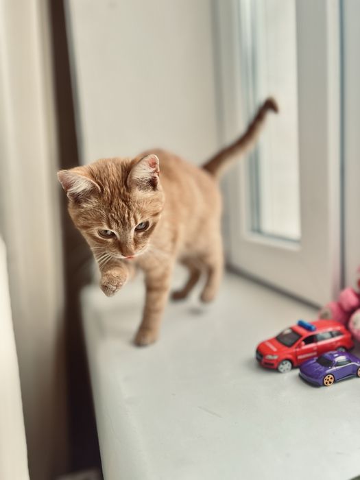 Чудовий котик в добрі руки