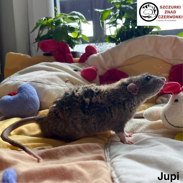 Piękne szczurki dumbo rex i standard miot J szczur szczury szczurki