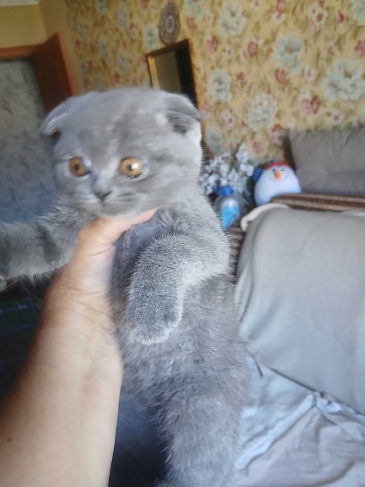 Вислоухие котята мальчики и девочки