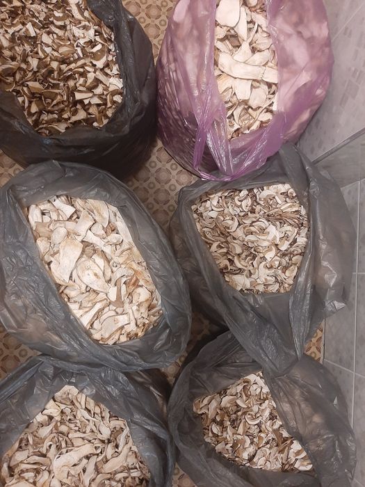 Грибы белые 2025 сушеные песка Закарпатье гриби білі сушені