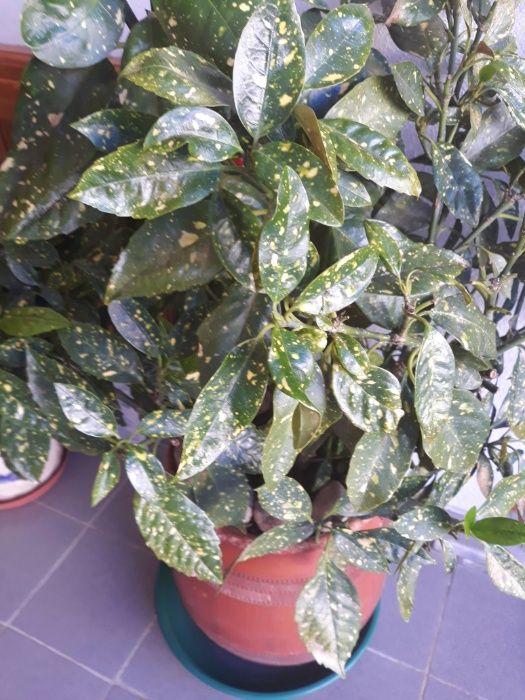 Planta de Jardim Louro do Japão Manchado