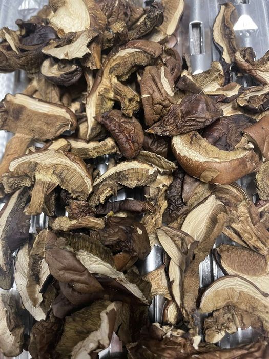 Świeże grzyby suszone borowiki i podgrzybki