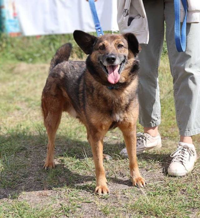 sympatyczny, miły piesek czeka na dom